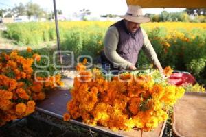 TLAXCALA . FLOR DE CEMPASÚCHIL