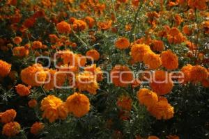 TLAXCALA . FLOR DE CEMPASÚCHIL