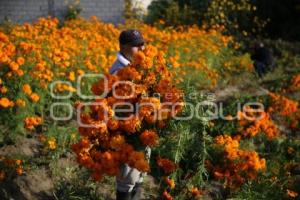 TLAXCALA . FLOR DE CEMPASÚCHIL