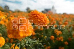 TLAXCALA . CORTA FLOR CEMPASÚCHIL