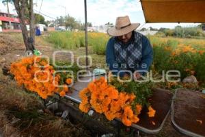 TLAXCALA . CORTA FLOR CEMPASÚCHIL