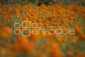 TLAXCALA . CORTA FLOR CEMPASÚCHIL