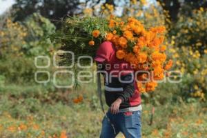 TLAXCALA . CORTA FLOR CEMPASÚCHIL