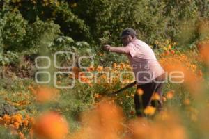 TLAXCALA . CORTA FLOR CEMPASÚCHIL