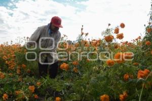 TLAXCALA . CORTA FLOR CEMPASÚCHIL