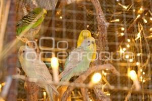 TLAXCALA . NACIMIENTO DE ANIMALES VIVOS