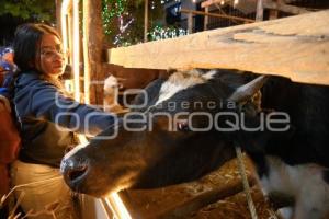 TLAXCALA . NACIMIENTO DE ANIMALES VIVOS