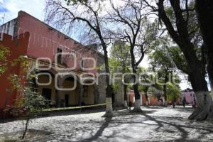 TLAXCALA . ÁRBOL DAÑADO