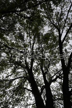 TLAXCALA . HENO MOTITA