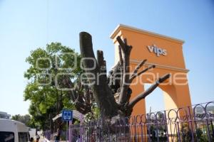 TLAXCALA . MANIFESTACIÓN PODA ÁRBOLES