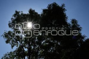 TLAXCALA . MANIFESTACIÓN PODA ÁRBOLES