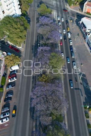 JACARANDAS