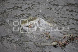 TLAXCALA . RIO ZAHUAPAN