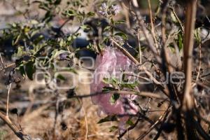 TLAXCALA . TIRADERO DE BASURA