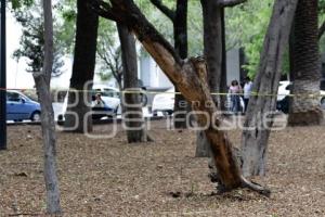 PASEO BRAVO . ÁRBOL CAÍDO