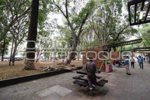 PASEO BRAVO . ÁRBOL CAÍDO