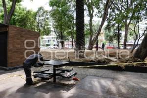 PASEO BRAVO . ÁRBOL CAÍDO