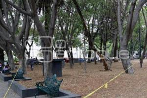 PASEO BRAVO . ÁRBOL CAÍDO