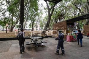 PASEO BRAVO . ÁRBOL CAÍDO