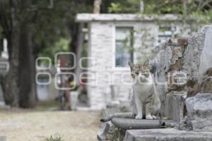 PANTEÓN MUNICIPAL . MAMÁ GATO