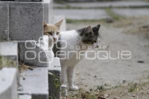 PANTEÓN MUNICIPAL . MAMÁ GATO