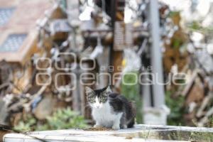 PANTEÓN MUNICIPAL . MAMÁ GATO