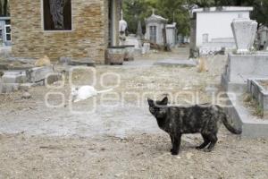 PANTEÓN MUNICIPAL . MAMÁ GATO