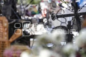 PANTEÓN MUNICIPAL . MAMÁ GATO