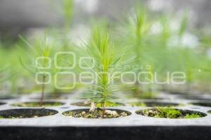 TLAXCALA . EJIDAL ANDRÉS AHUASHUATEPEC