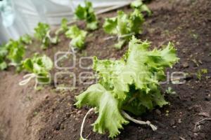 TLAXCALA . EJIDAL ANDRÉS AHUASHUATEPEC