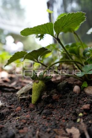 TLAXCALA . EJIDAL ANDRÉS AHUASHUATEPEC