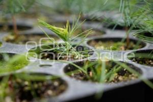 TLAXCALA . EJIDAL ANDRÉS AHUASHUATEPEC