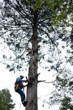 TLAXCALA . EJIDAL ANDRÉS AHUASHUATEPEC