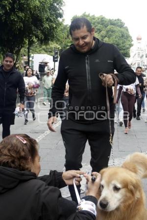 LOMITOS IMPARABLES POR AMOR A PUEBLA