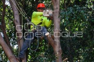 AYUNTAMIENTO . PODA DE ÁRBOLES