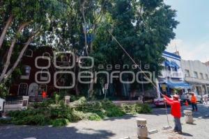 AYUNTAMIENTO . PODA DE ÁRBOLES