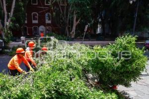 AYUNTAMIENTO . PODA DE ÁRBOLES