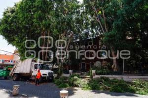 AYUNTAMIENTO . PODA DE ÁRBOLES