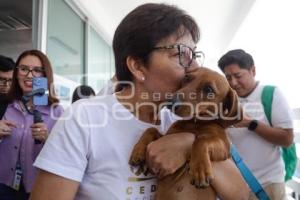 BUAP . LILIA CEDILLO