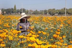 FLOR DE CEMPASÚCHIL