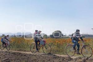 FLOR DE CEMPASÚCHIL