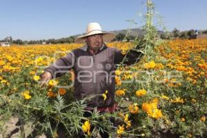 FLOR DE CEMPASÚCHIL