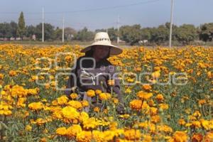 FLOR DE CEMPASÚCHIL