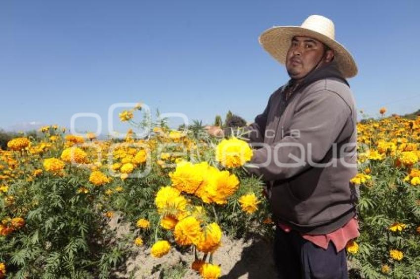 FLOR DE CEMPASÚCHIL