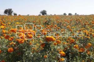 FLOR DE CEMPASÚCHIL