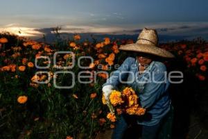 FLOR DE CEMPASÚCHIL