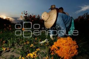 FLOR DE CEMPASÚCHIL