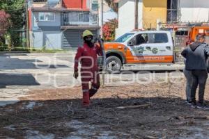 ÁRBOL CAÍDO . LAS HADAS