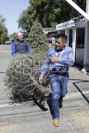 RECOLECCIÓN ÁRBOLES DE NAVIDAD