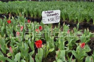 ATLIXCO . TEMPORADA DE TULIPANES